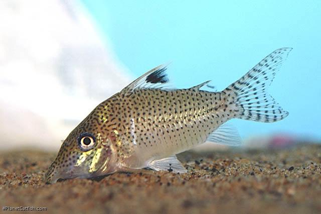 Brochis (sub-clade 3) leopardus