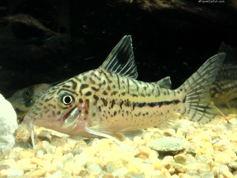 Brochis (sub-clade 3) leopardus
