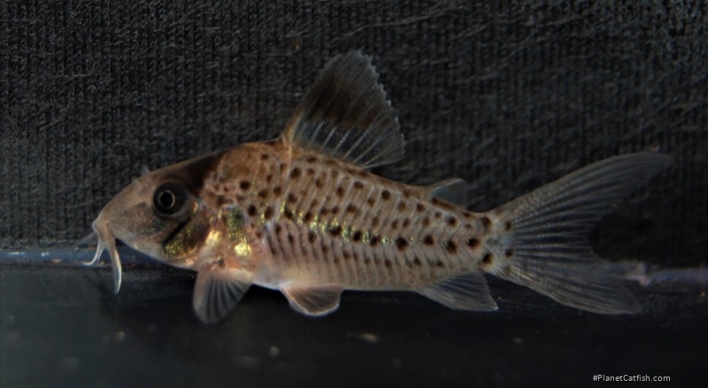 Brochis (sub-clade 3) orphnopterus