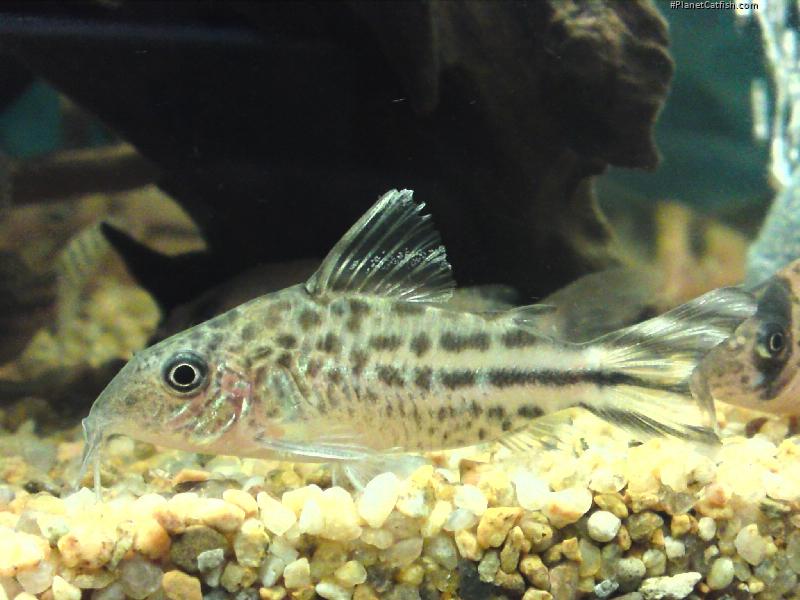 Brochis (sub-clade 3) robineae