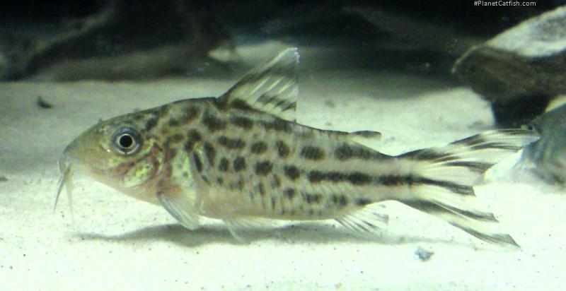 Brochis (sub-clade 3) robineae