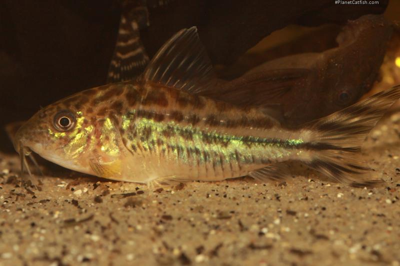 Brochis (sub-clade 3) robineae