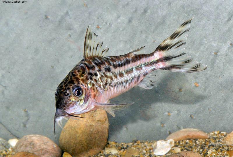 Brochis (sub-clade 3) robineae