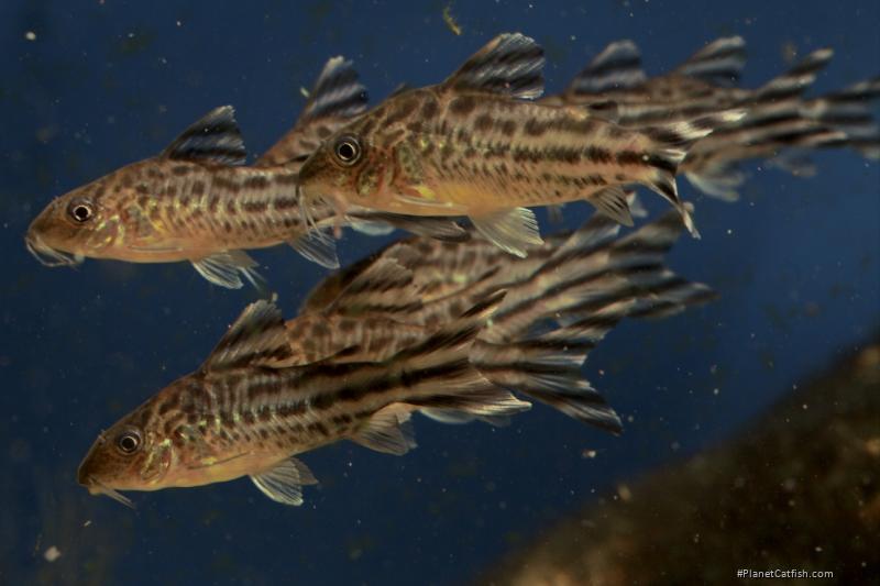 Brochis (sub-clade 3) robineae