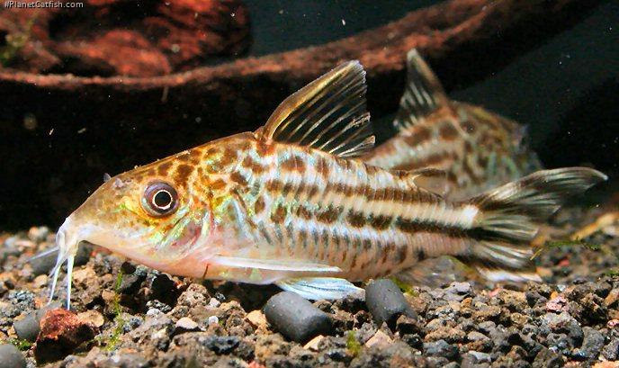 Brochis (sub-clade 3) robineae