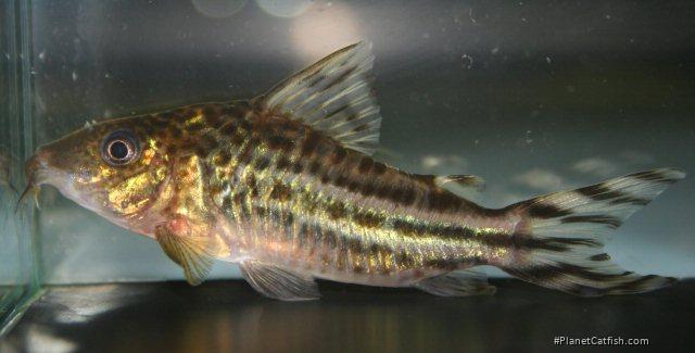 Brochis (sub-clade 3) robineae
