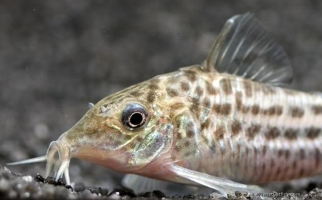 Brochis (sub-clade 3) robineae