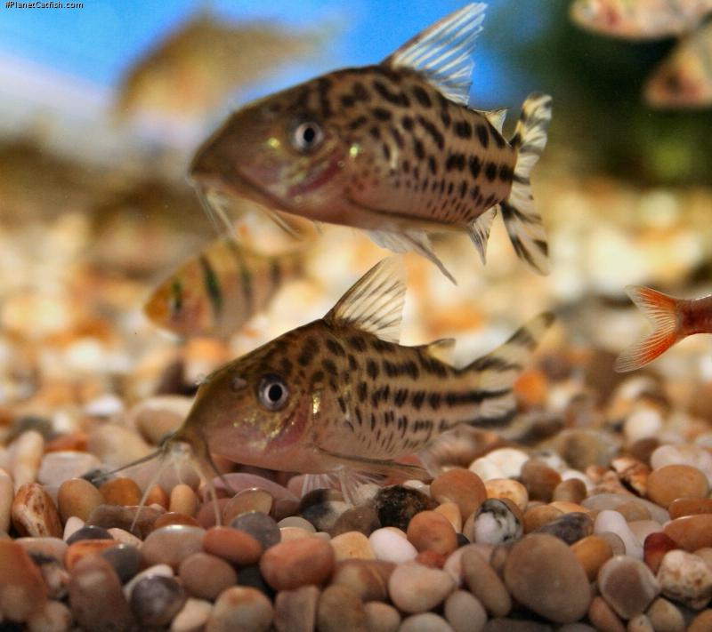 Brochis (sub-clade 3) robineae