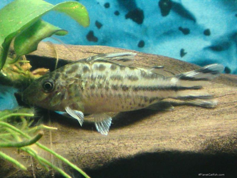 Brochis (sub-clade 3) robineae