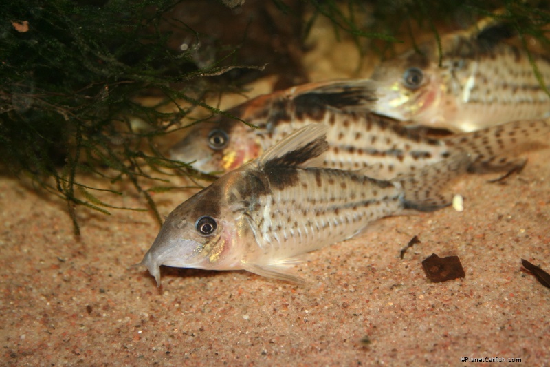 Brochis (sub-clade 3) robustus