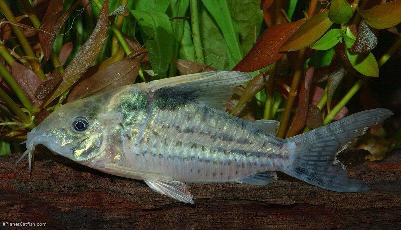 Brochis (sub-clade 3) robustus
