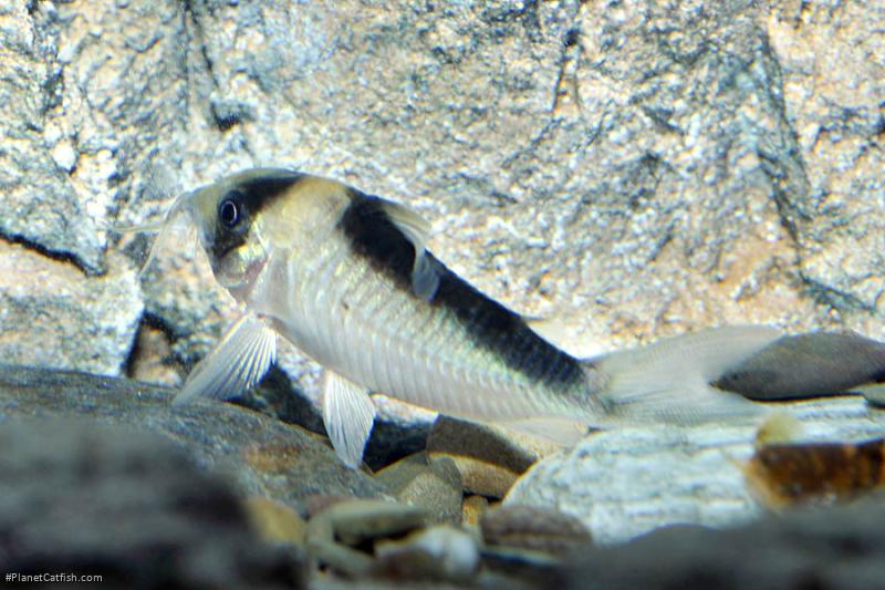 Brochis (sub-clade 3) sp. (C039)