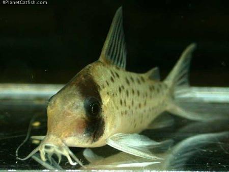Brochis (sub-clade 3) sp. (C097)