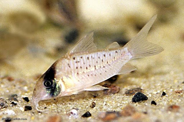 Brochis (sub-clade 3) sp. (C097)