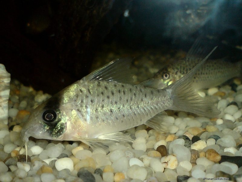 Brochis (sub-clade 3) sp. (C097)