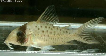 Brochis (sub-clade 3) sp. (C097)