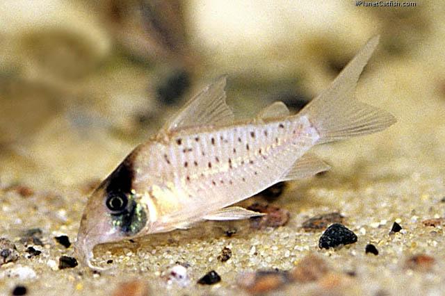 Brochis (sub-clade 3) sp. (C097)