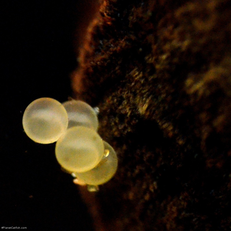 Brochis (sub-clade 3) sp. (Cw082)