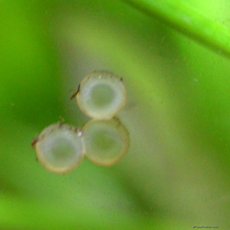 Brochis (sub-clade 3) sp. (Cw082)