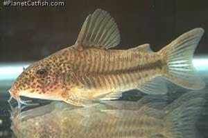 Brochis (sub-clade 3) sp. `PRICILLA`