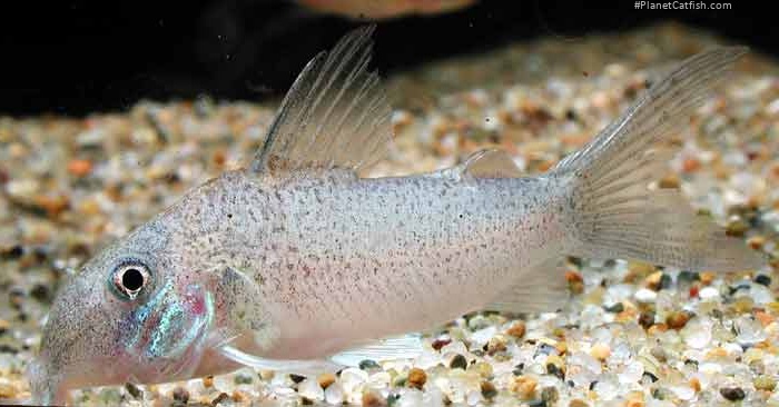 Brochis heteromorphus