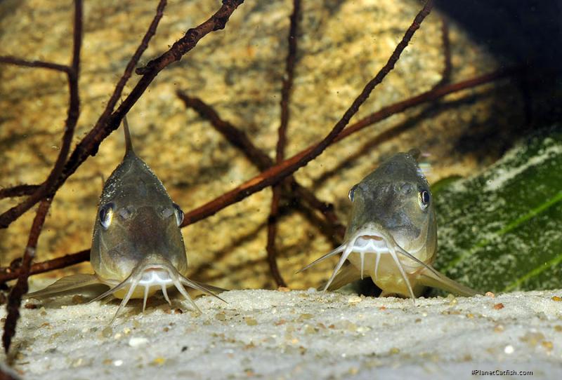 Brochis multiradiata