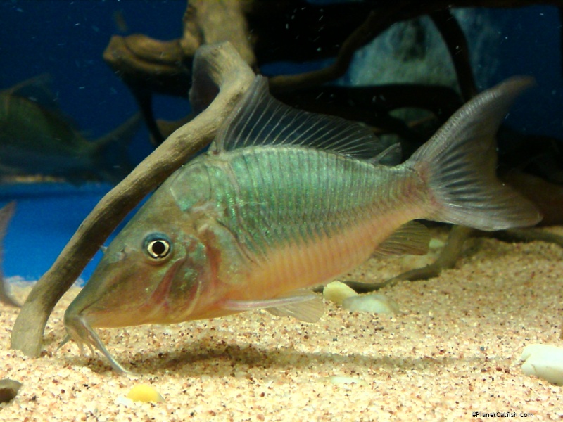 Brochis multiradiata