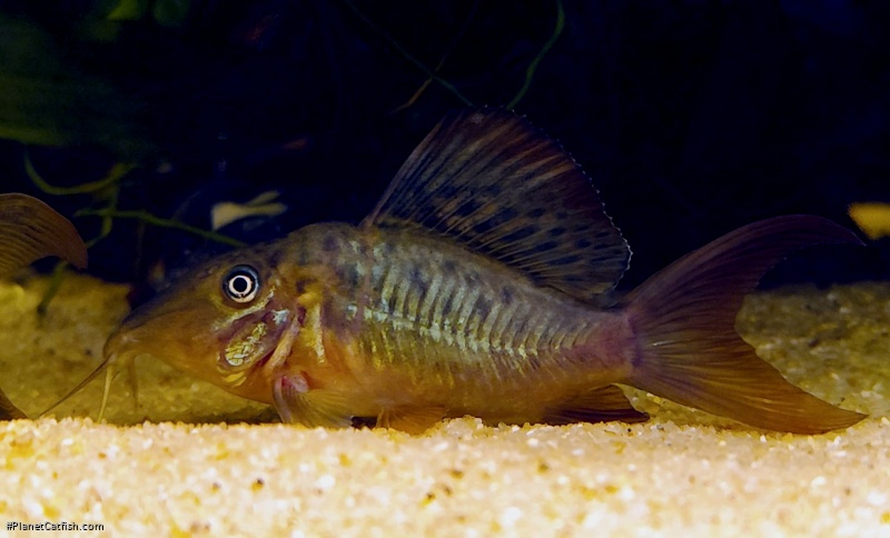 Brochis multiradiata