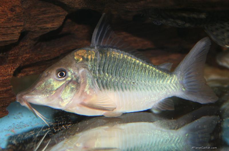 Brochis multiradiata