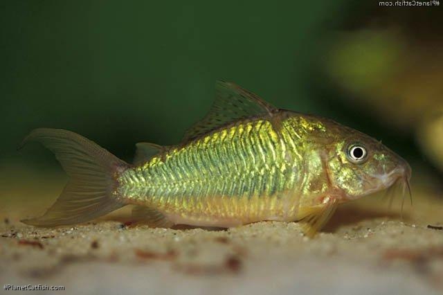 Brochis splendens