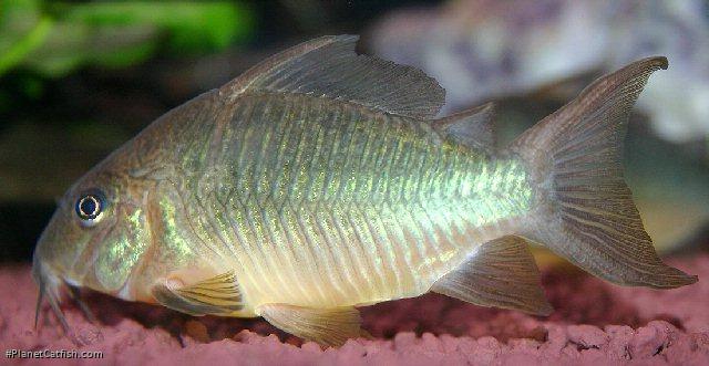 Brochis splendens