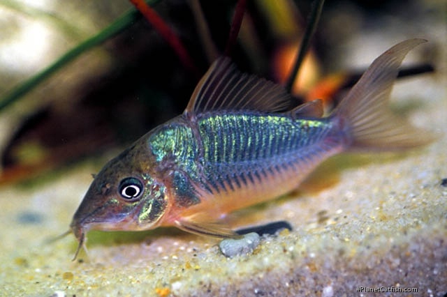 Brochis splendens