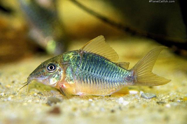 Brochis splendens