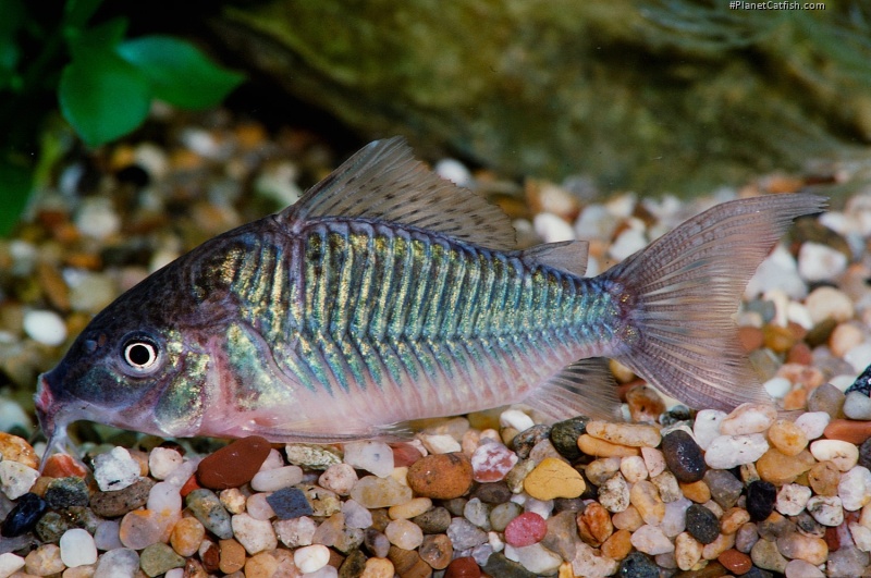 Brochis splendens