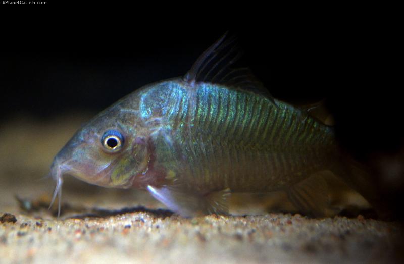 Brochis splendens
