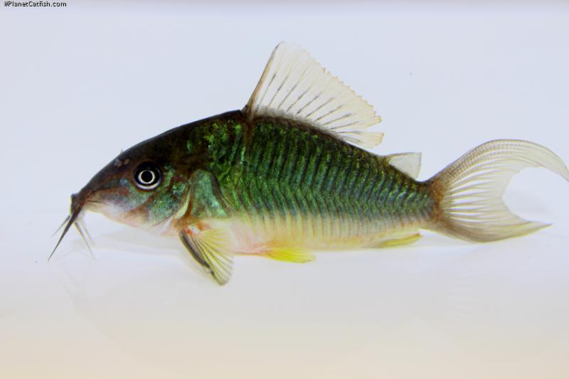 Brochis splendens
