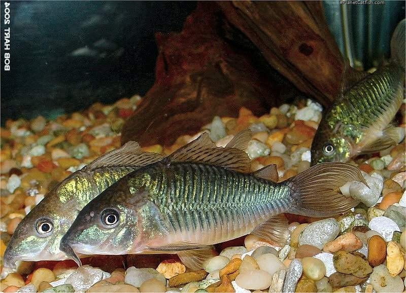 Brochis splendens