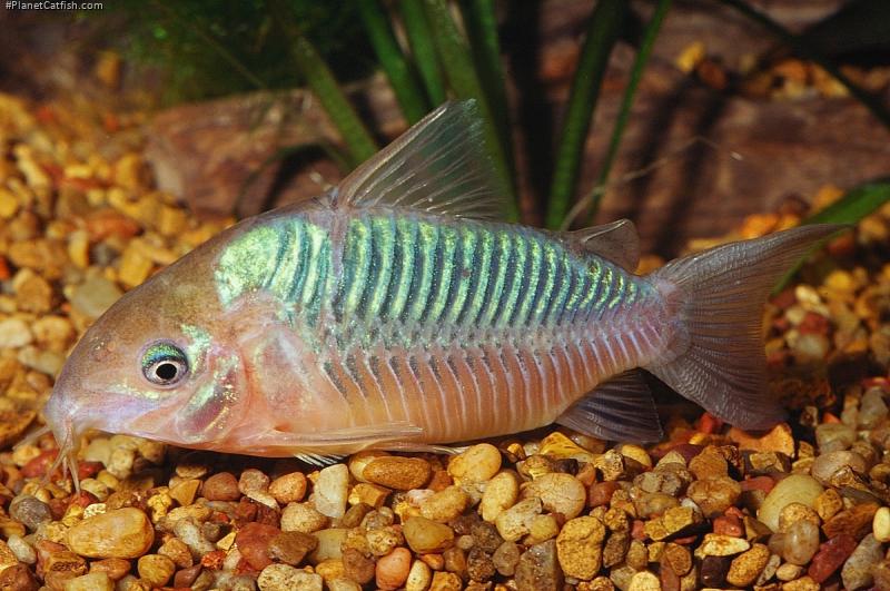 Brochis splendens