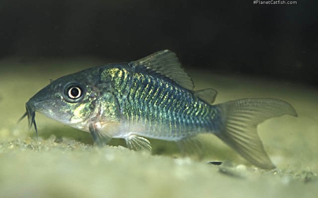 Brochis splendens