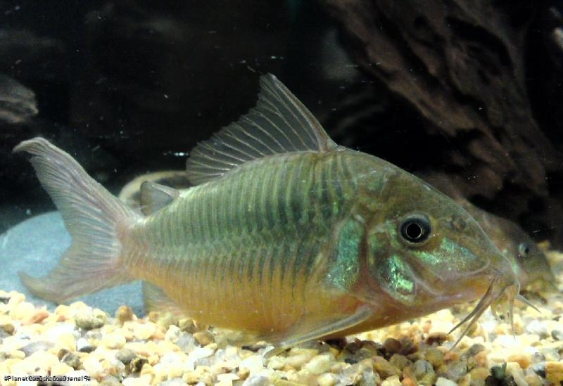 Brochis splendens