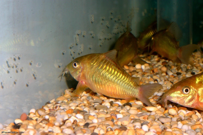 Brochis splendens