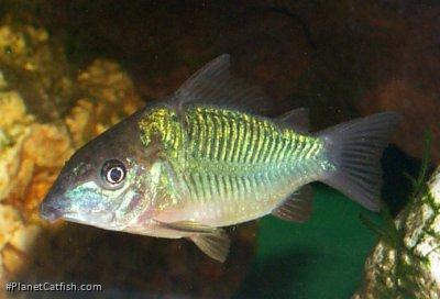 Brochis splendens