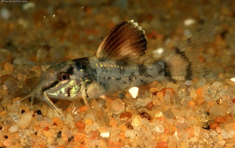 Brochis splendens