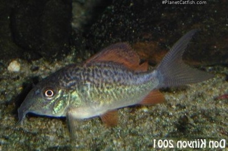 Brochis splendens