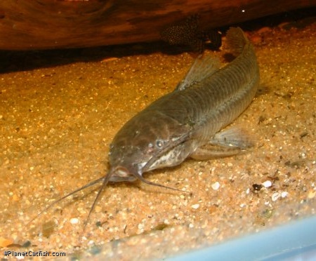 Callichthys callichthys