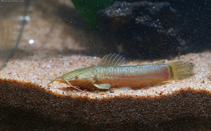 Callichthys callichthys