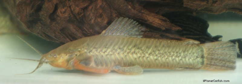 Callichthys callichthys