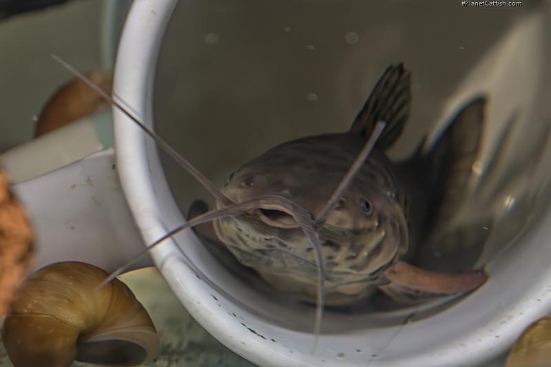 Callichthys serralabium