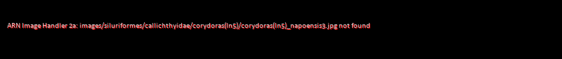 Corydoras (lineage 5) napoensis