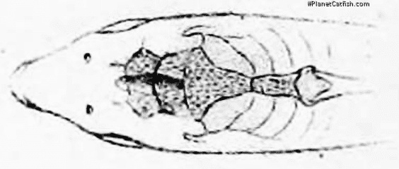 Corydoras (lineage 8 sub-clade 4) agassizii